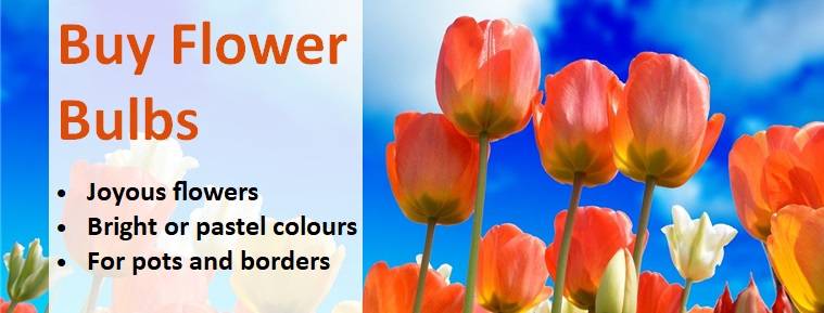 Buy Flower Bulbs Banner 7